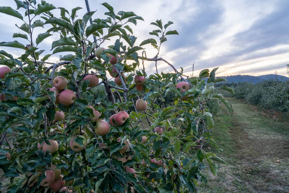 Apple trees at Justus Orchard