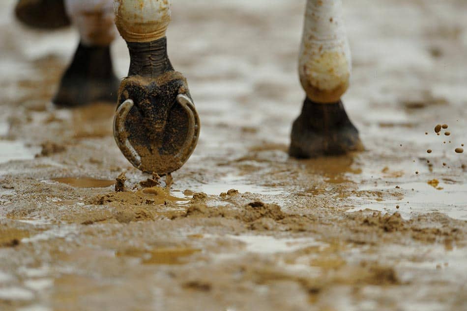Horse hooves on muddy track