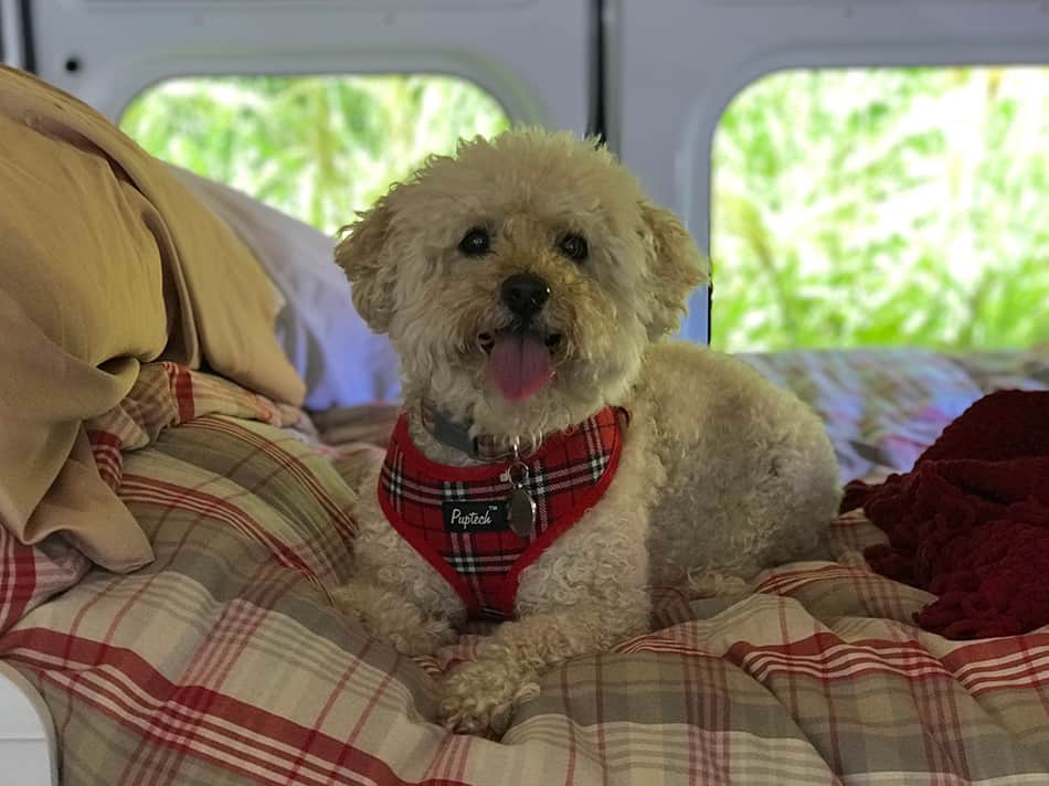 Dog laying on bed in camper van