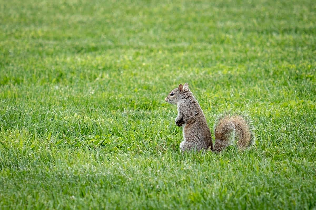 Squirrel in grass standing on hind legs